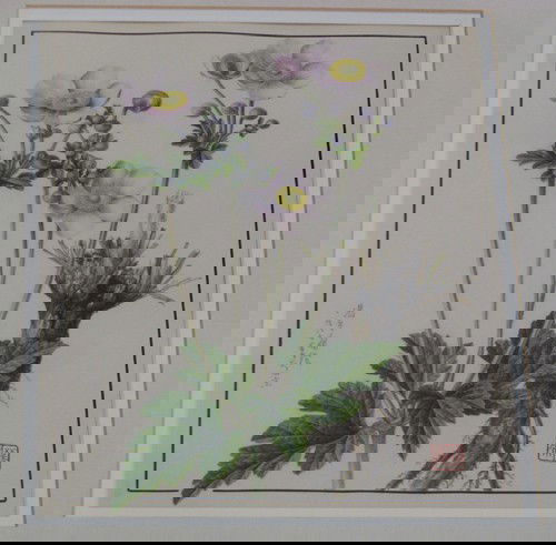 Jin-Yong Feng botanical illustration Anemone Tomen: Artist: Feng, Jin Yong (20th Century Chinese Botamical Specialist) Title: Anemone Tomentosa (Maxim) Dei Date: 1987 Medium: watercolor and gouache Dimensions: 10.75 x 7.4 inches Description: bo