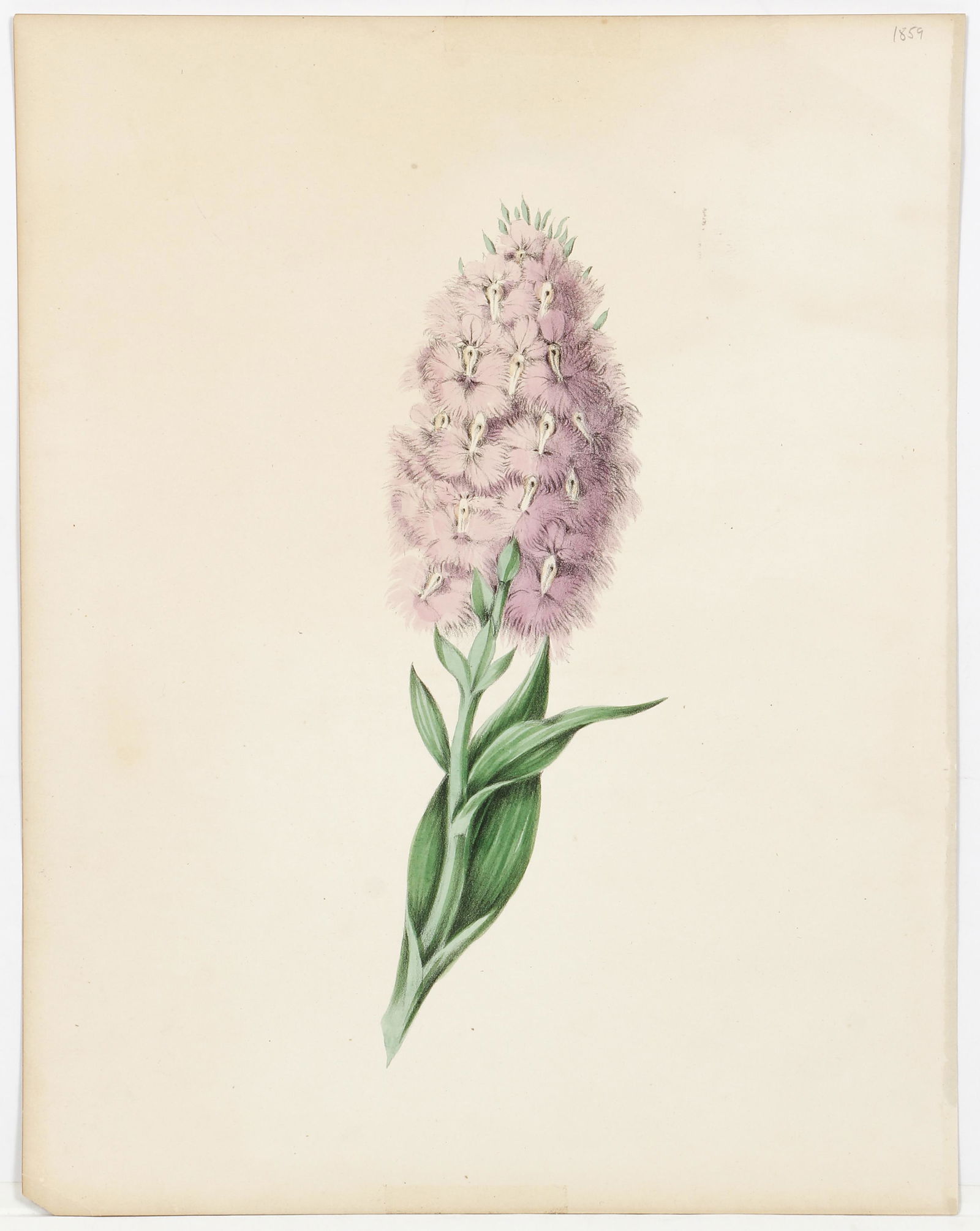 19th C. Botanical School hand-colored lithograph Orchid (1 of 2)