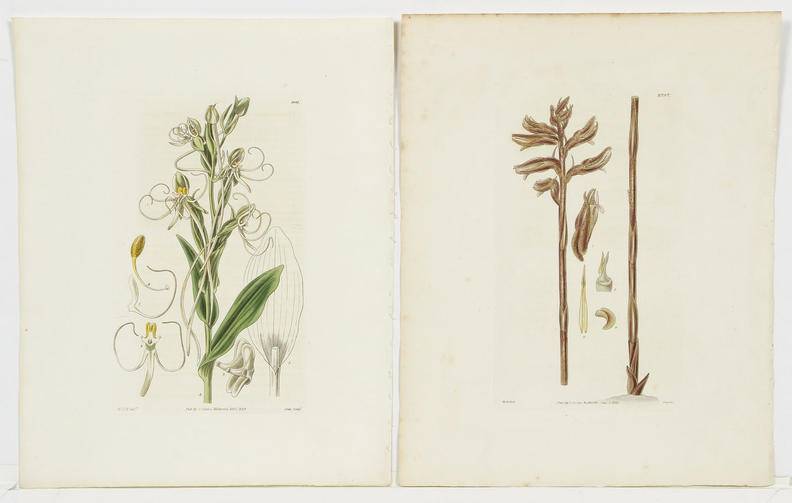 2 William Jackson Hooker Botanical hand colored (1 of 4)