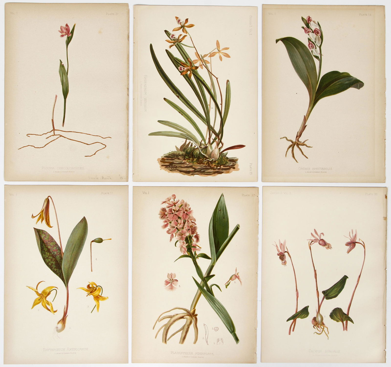 6 Alois Lunzer Botanical chromolithographs (1 of 9)