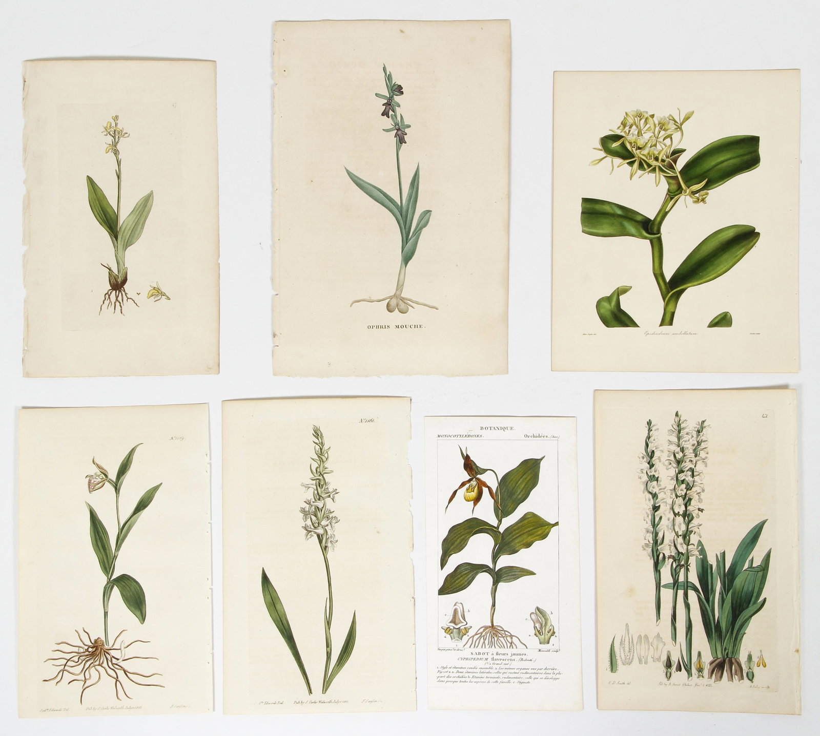 7 hand colored engravings of Orchids (1 of 8)