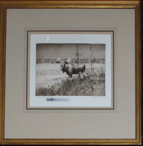 Michael Coleman Moose Etching with Watercolor remar: Artist: Coleman, Michael (American, b.1946) Title: Moose Medium: etching with watercolor remarque Dimension: 9.75 x 11.5 inches Signature: Pencil signed and inscribed artist proof, remarque inscribed