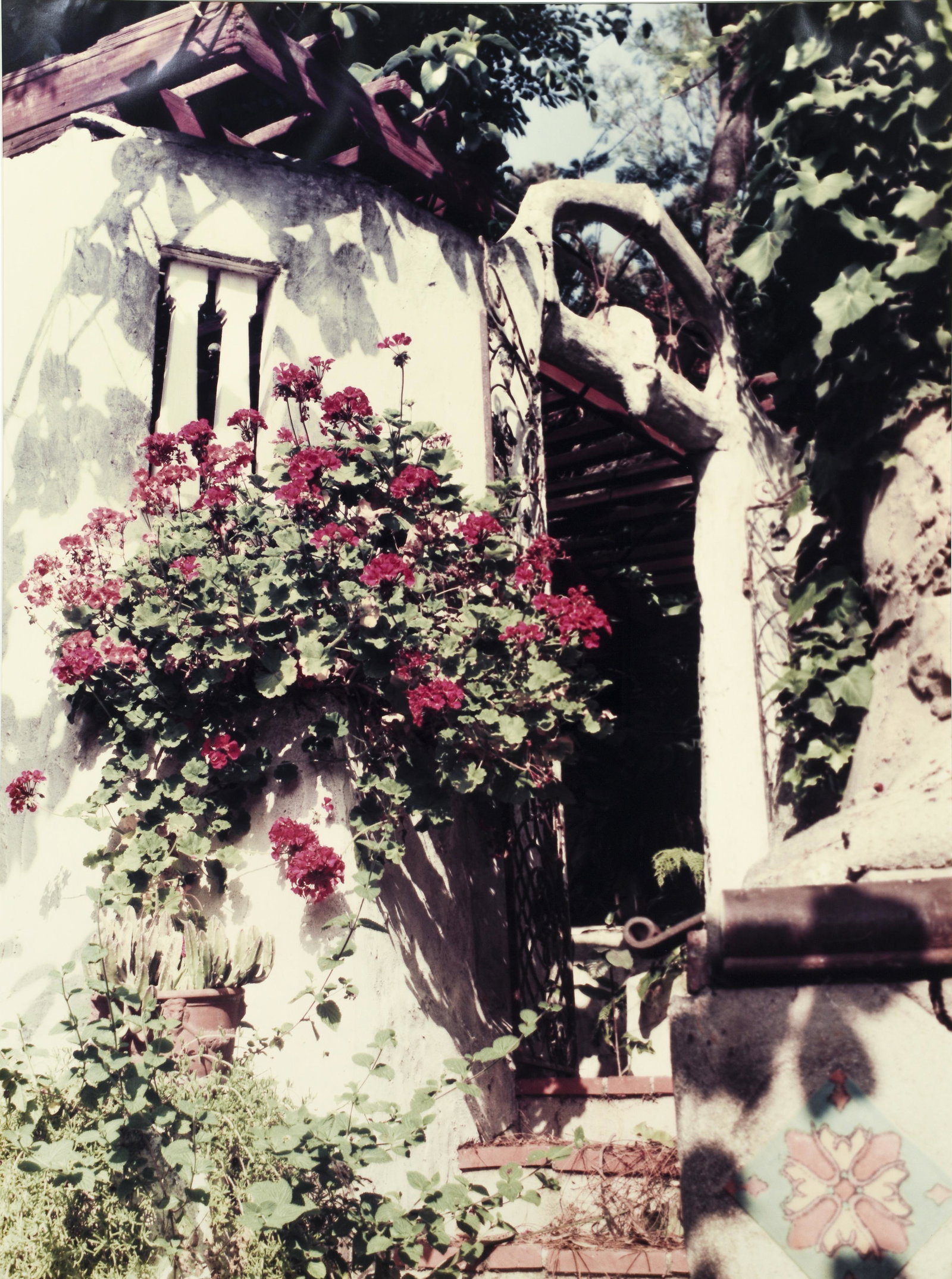 Contemporary Color Photograph of a Garden: 20th century American Photography School, The Garden, undated and unsigned, color photo, 40 x 30 inches, matted and framed 49 x 39 inches.