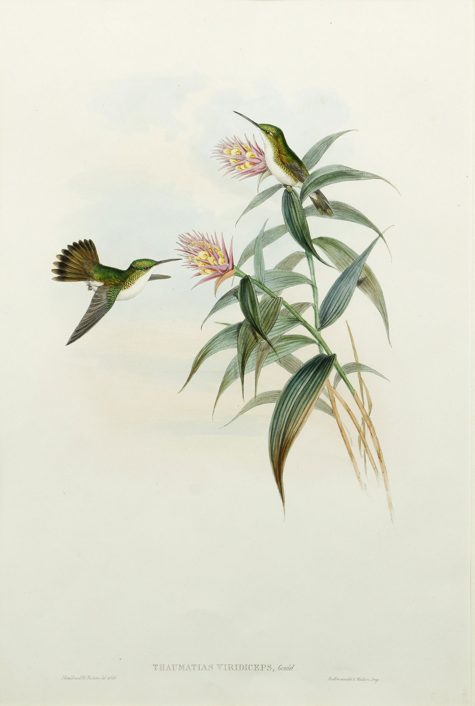 John Gould hand colored litho Emerald Hummingbird (1 of 4)