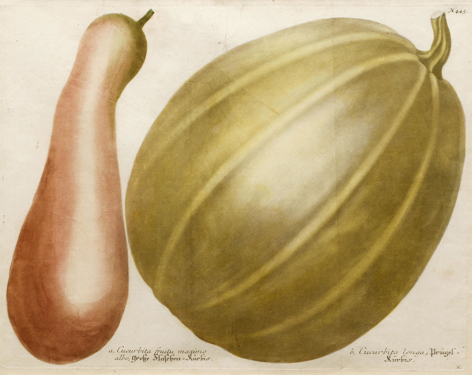 Johann Weinmann colored engraving Cucurbita Fructu Maximo (1 of 5)