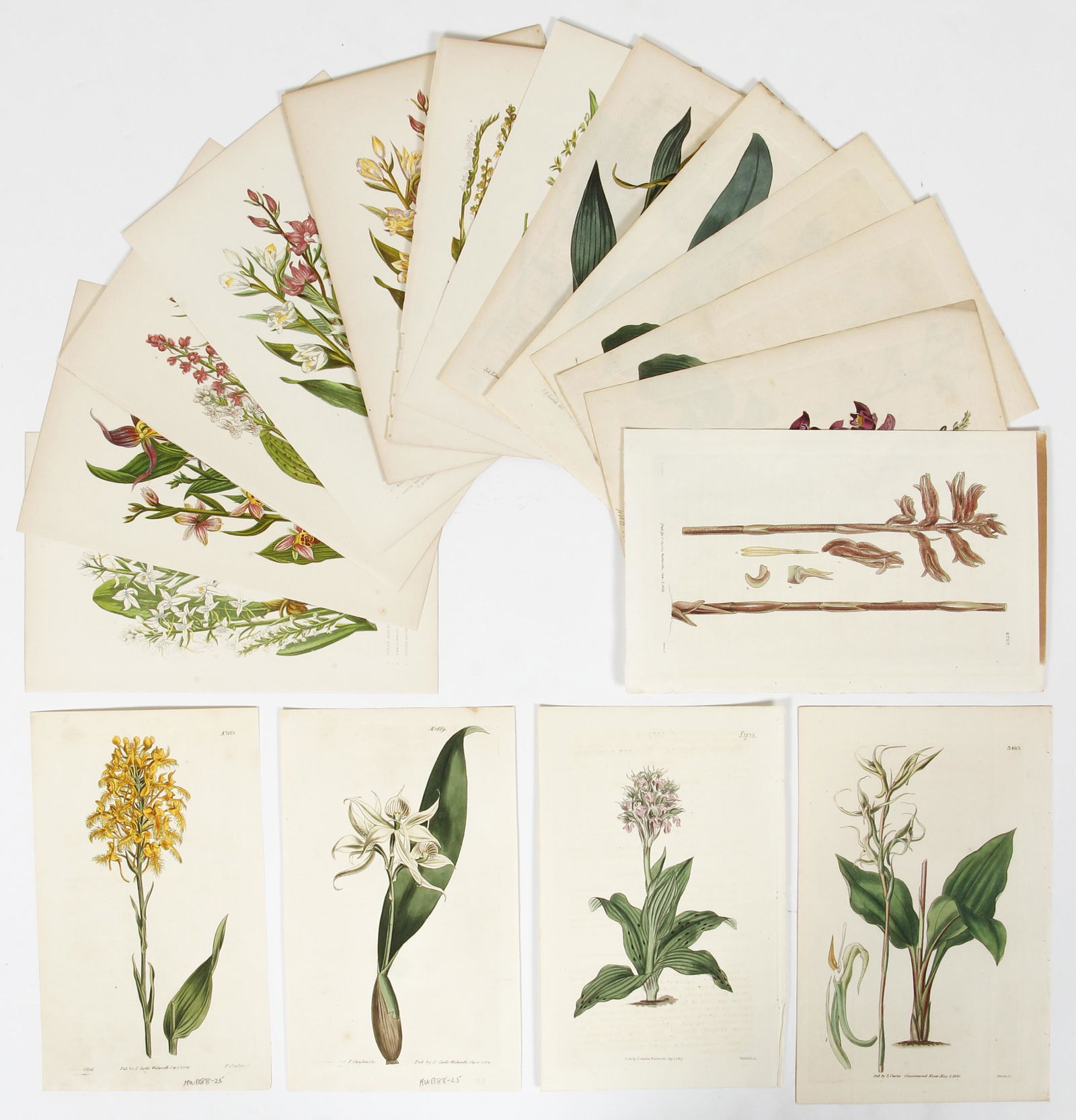 Lot of 17 19th century Botanical Chromolithographs (1 of 7)