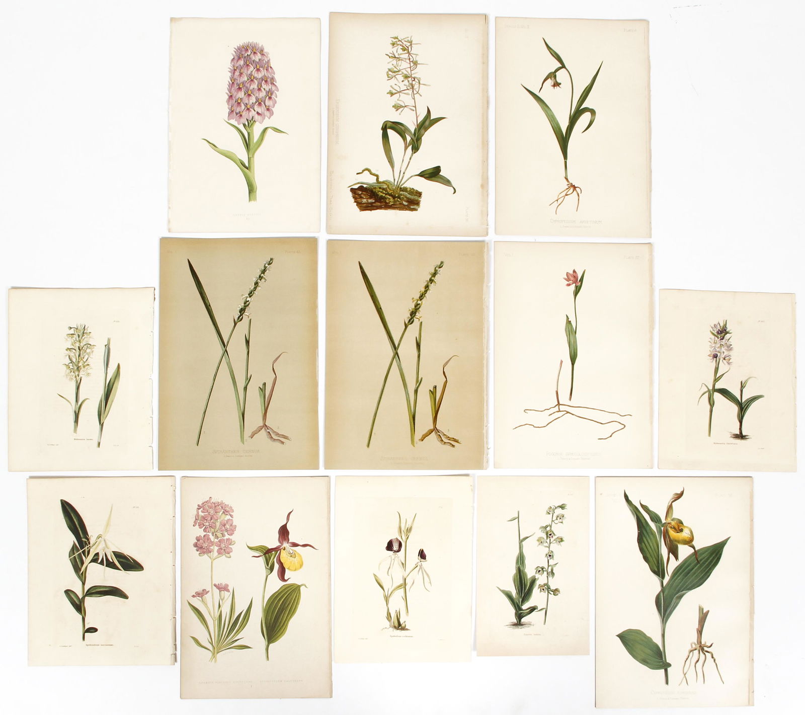 Lot of 13 19th century Botanical Chromolithographs (1 of 6)