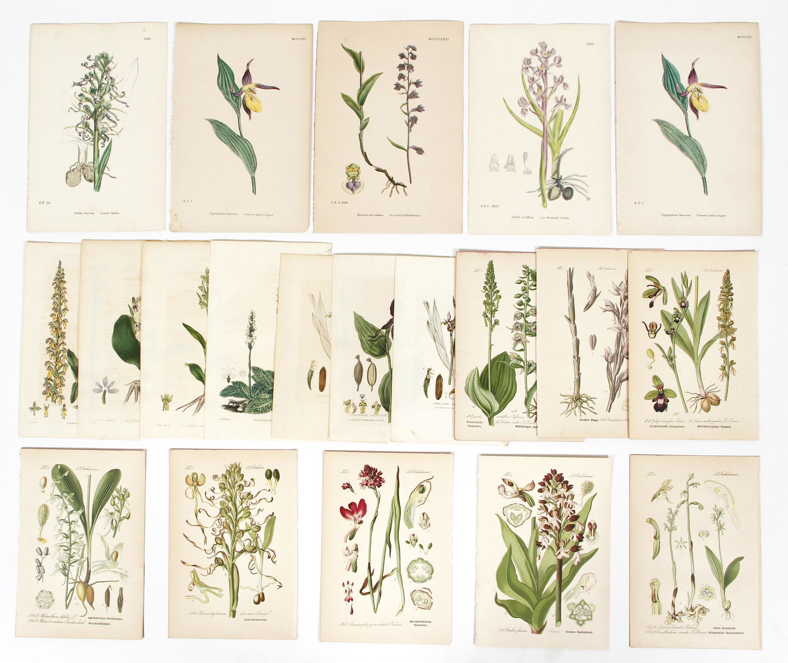 Lot of 20 19th century Botanical Chromolithographs (1 of 7)