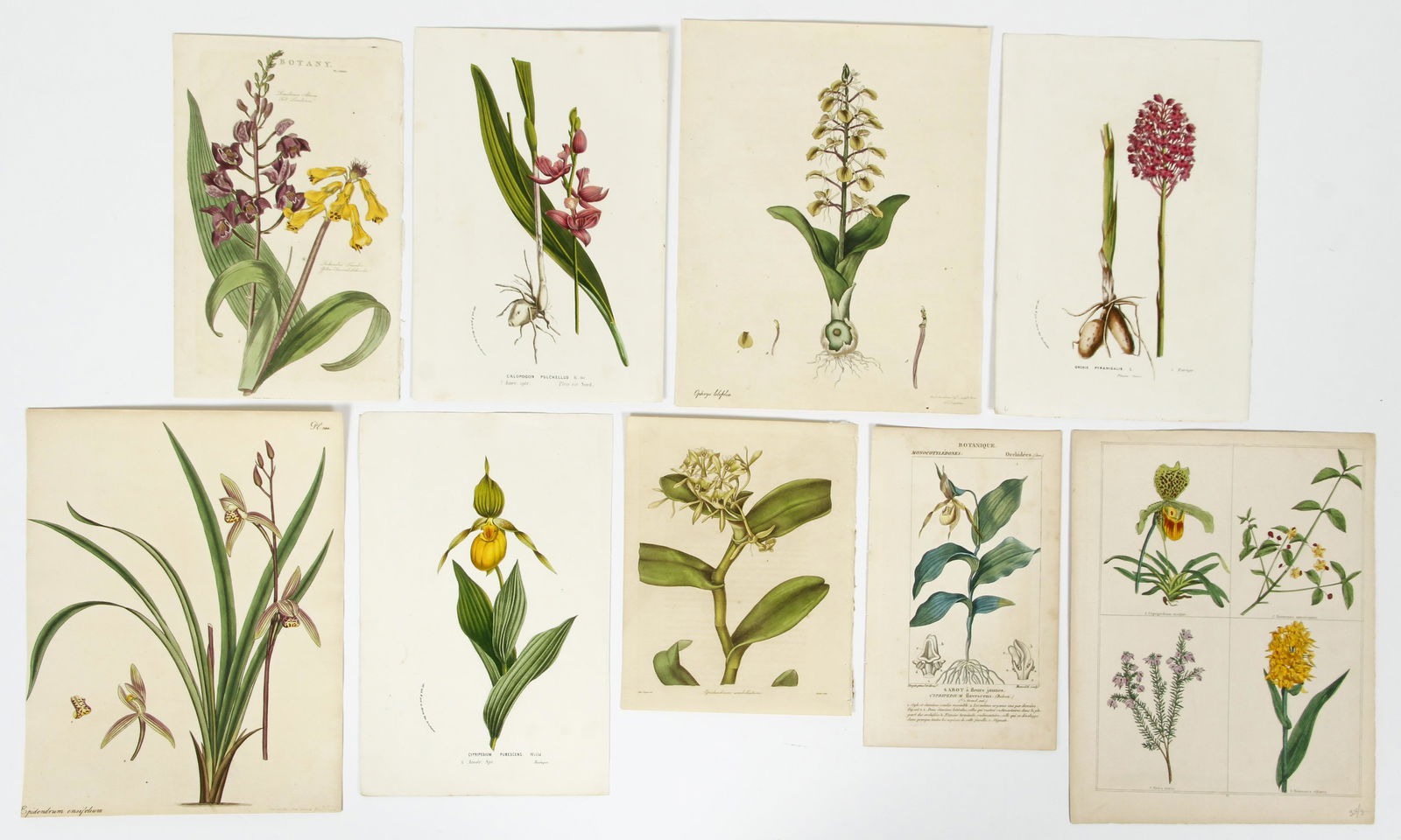 Lot of 9 19th century Botanical Chromolithographs (1 of 10)