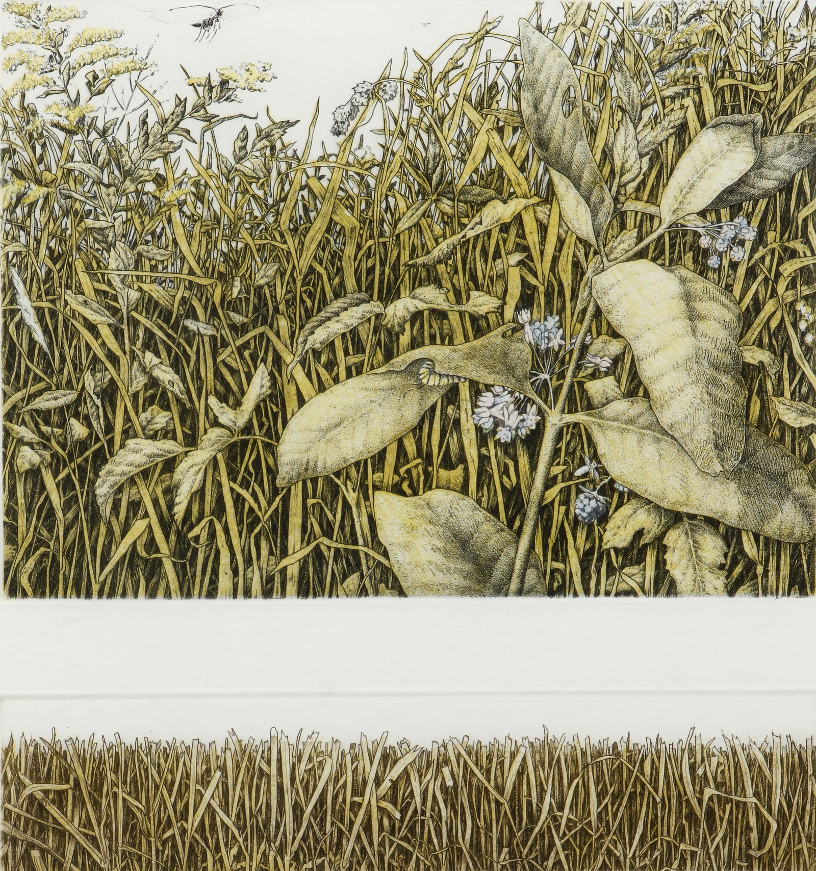 J. Ann Eldridge orig etching I Prefer Meadows over Lawns (1 of 6)
