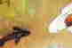 item-133370840=4