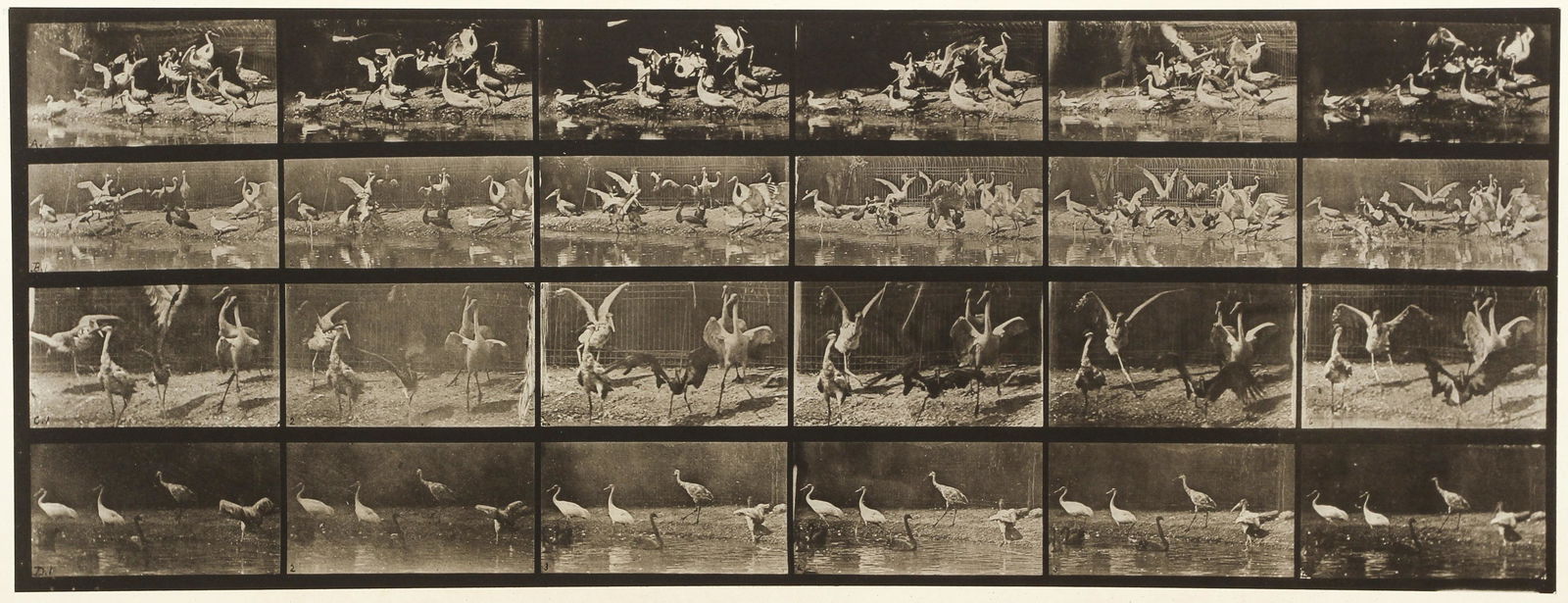 Eadweard Muybridge Collotype Plate Animal Locomotion 777 (1 of 4)