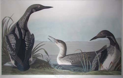Audubon Havell edition "Black Throated Diver" : Artist: Audubon, After John James (French-American, 1785-1851) Title: Black Throated Diver (from Birds of American), plate no. CCCXLVI Date: 1838 Medium: Aquatint and engraving Dimensions: 24.5 x 36.2