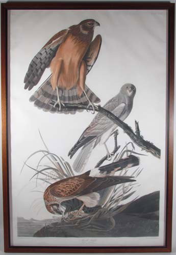 Audubon 1st edition Marsh Hawk (from Birds of Amer: Artist: Audubon, After John James (French-American, 1785-1851) Title: Marsh Hawk (from Birds of American), plate no. CCCLVI, c. 1837 Date: circa 1837 Medium: Aquatint and engraving Dimensions: 38 x 23