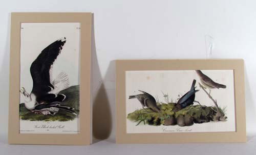 2 Audubon color lithos from the Octavo Edition: Artist: Audubon, after John James Title: Common cow-bird; great black-backed gull Medium: color lithographs Dimensions: 10.25x6.625 inches each Edition: Octavo Edition (1840-1844)