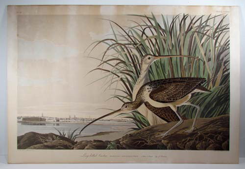After Audubon "Long Billed Curlew": Artist: Audubon, After John James Title: Long Billed Curlew Date: 1830's printed later Dimensions: 21 x 33 image size Edition: unknown edition after the original Havell edition Provenance: Che