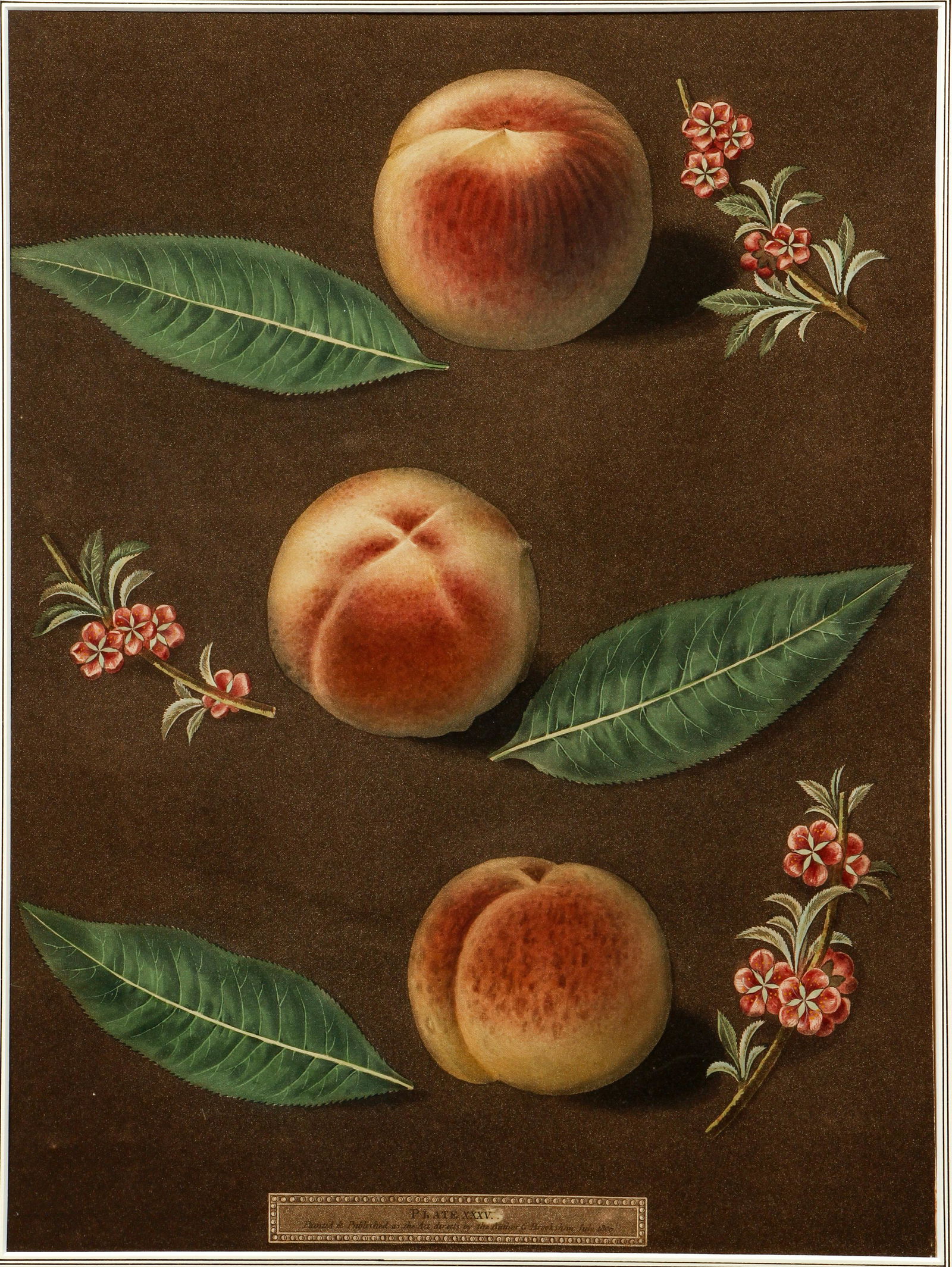 George Brookshaw aquatint stipple engraving Peaches: Brookshaw, George (English 1751-1823), Peaches, Pl XXXV, aquatint with stipple engravings, printed in colors and finished by hand on single sheets, from Pomona Britannica. London: T. Bensley for the a