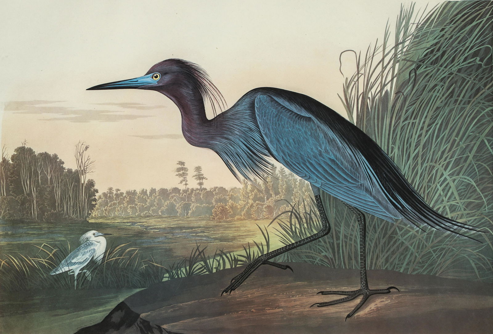 Audubon Blue Crane or Heron Amsterdam Edition (1 of 6)