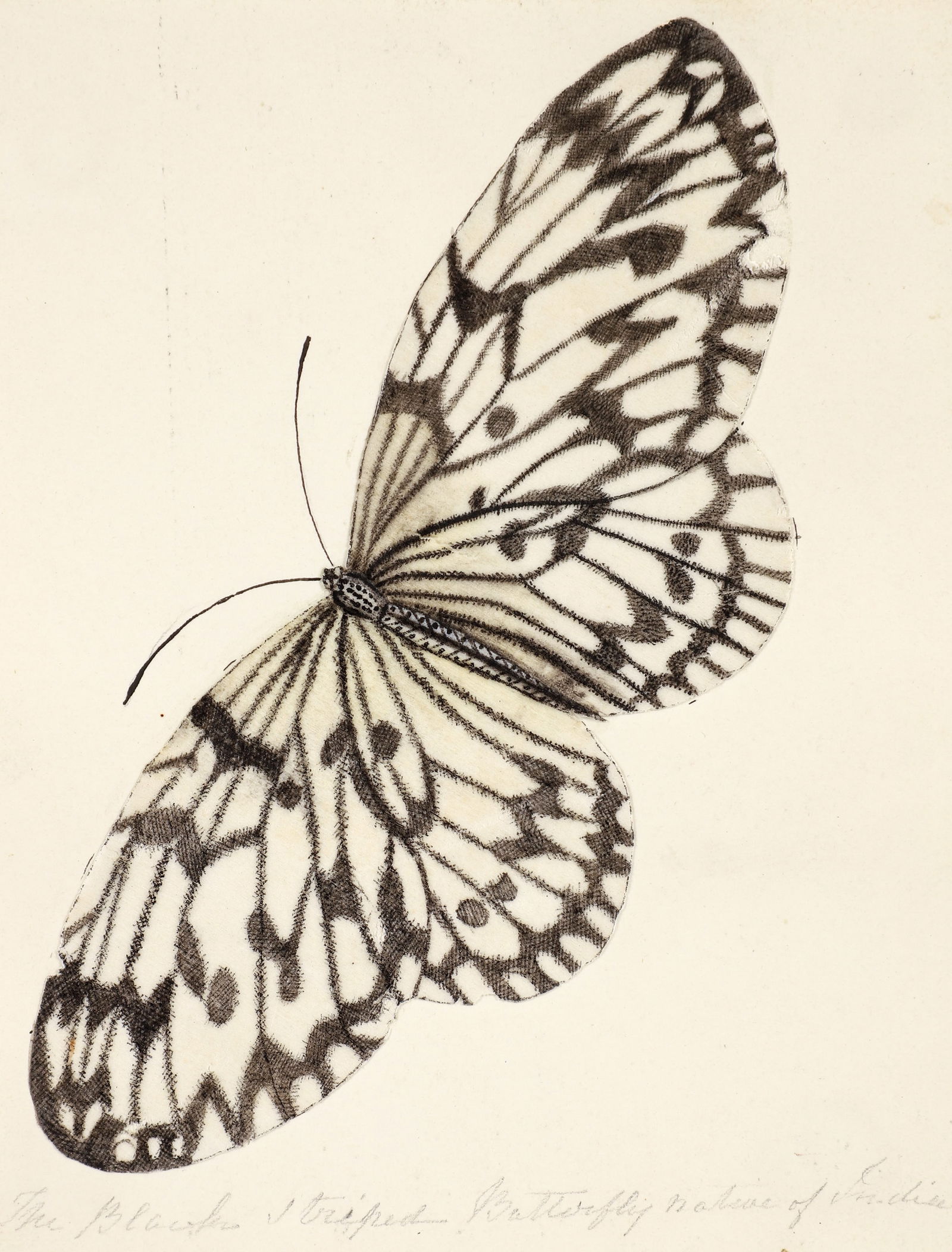 19th century Watercolor of Black Striped Butterfly: 19th century Lepidopterology school, The Black Striped Butterfly, Native of India, 19th century, watercolor and gouache on thin paper, mounted to Cornish and Bond board, likely British Isles, backing