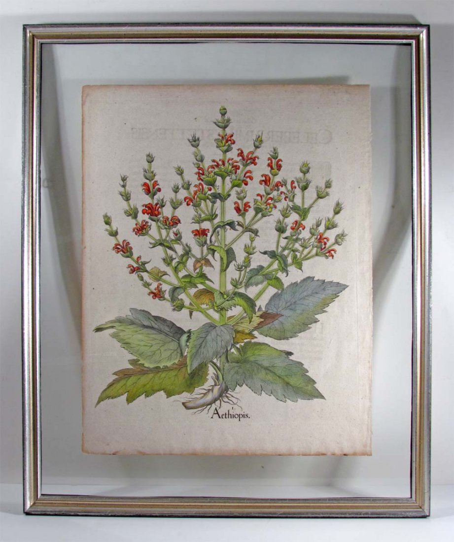 Basilius Besler "Wooly Sage" (Egyptian Marum) : Artist: Besler, Basilius (German 1561–1629) Title: Wooly Sage (Egyptian Marum) from "Hortus Eystettensis" Jubilee Edition Date: circa 1713 Medium: Hand-colored Copper Engraving Dimensions: image 18