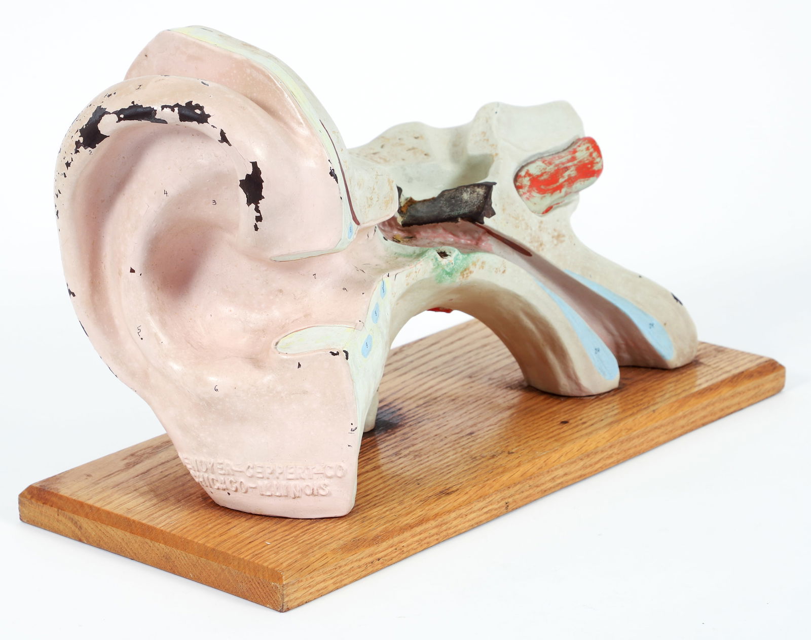 Denoyer-Geppert Anatomical Human Ear, Chicago, mid-20th (1 of 5)