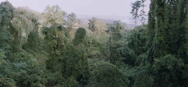 Jen Morris photograph Untitled Verdant Landscape