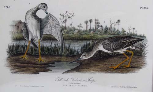 Audubon octavo sized Tell tale Godwit or Snipe: Artist: Audubon, John James Laforest (French/American 1785 - 1851) Title: Tell Tale Godwit or Snipe , Plate 345 Medium: hand colored lithograph Dimensions: 5 x 8.5 inches Provenance: W. Graham Arader