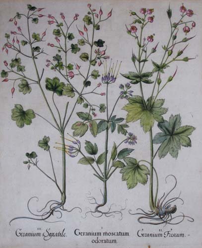 Bessler Geranium moscatum odoratum for "Hortus Eystett: Artist: Besler, Basilius (German 1561–1629) Title: Geranium moscatum odoratum for "Hortus Eystettensis" Date: Nuremberg, 1613, 1640, and 1713. Medium: Large Folio Copper Plate Engraving with hand co