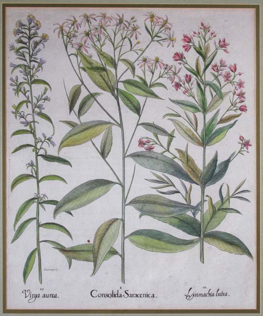 Bessler Hand colored engraving "Consolida Saracenica": Artist: Besler, Basilius (German 1561–1629) Title: Consolida Saracenica for "Hortus Eystettensis" Date: Nuremberg, 1613, 1640, and 1713. Medium: Large Folio Copper Plate Engraving with hand coloring