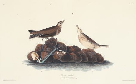 John James Audubon Brown Titlark 1835 Havell double folio edition