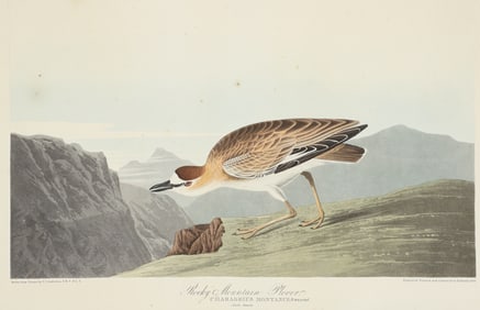 John James Audubon Rocky Mountain Plover 1836 Havell double folio edition