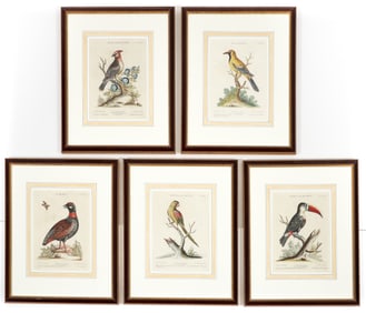 5 Hand-Colored Engravings After George Edwards, Uncommon Birds