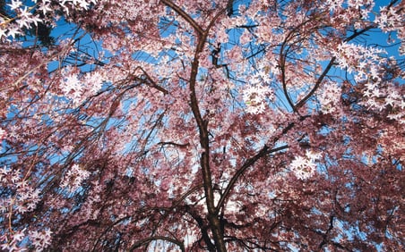 David Aschkenas signed color photo Flowering Dogwood Tree