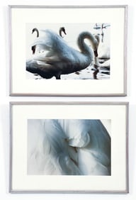 2 framed Pam Bryan color photos Swans