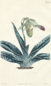 Curtis hand colored Botanical Engraving of Orchid