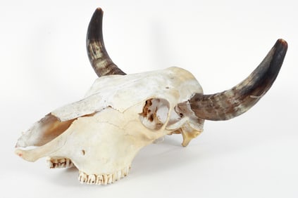 Mounted Cow Skull with Horns
