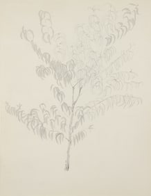 Harry Schwalb 1966 drawing Ficus Tree