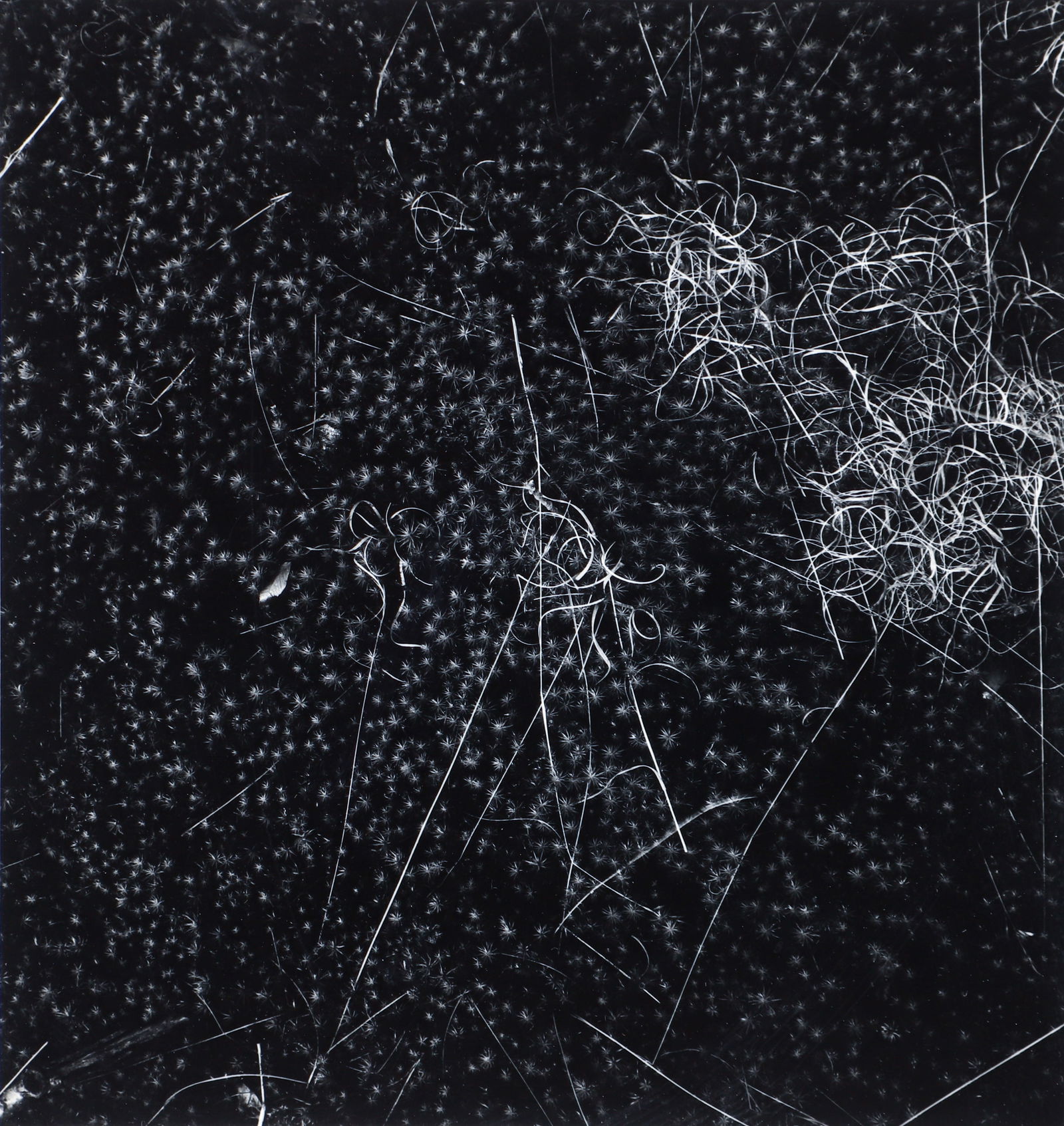 Harry Callahan 1961 gelatin silver print Rhode Island: Callahan, Harry (American, 1912-1999), Rhode Island, 1961, early gelatin silver print, 6.6 x 6.2 inches, pencil signed on recto and signed, titled, and dated in pencil on reverse, Provenance: Gitterma