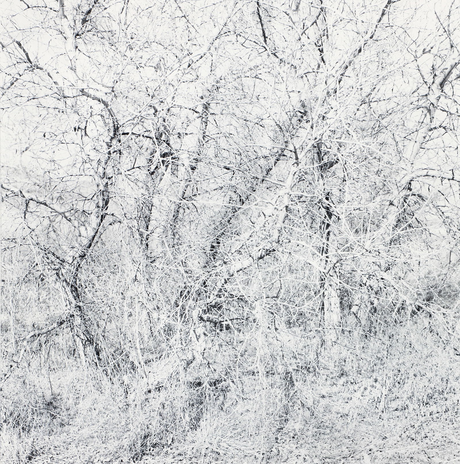 Ray Metzker 1987 photograph from the Earthly Delights series: Metzker, Ray K. (American, 1931-2014), Frederick County, Maryland (from the Earthly Delights series), 1987, gelatin silver print, 13.5 x 13.5 image, 20 x 16 inches sheet, pencil signed, numbered , and