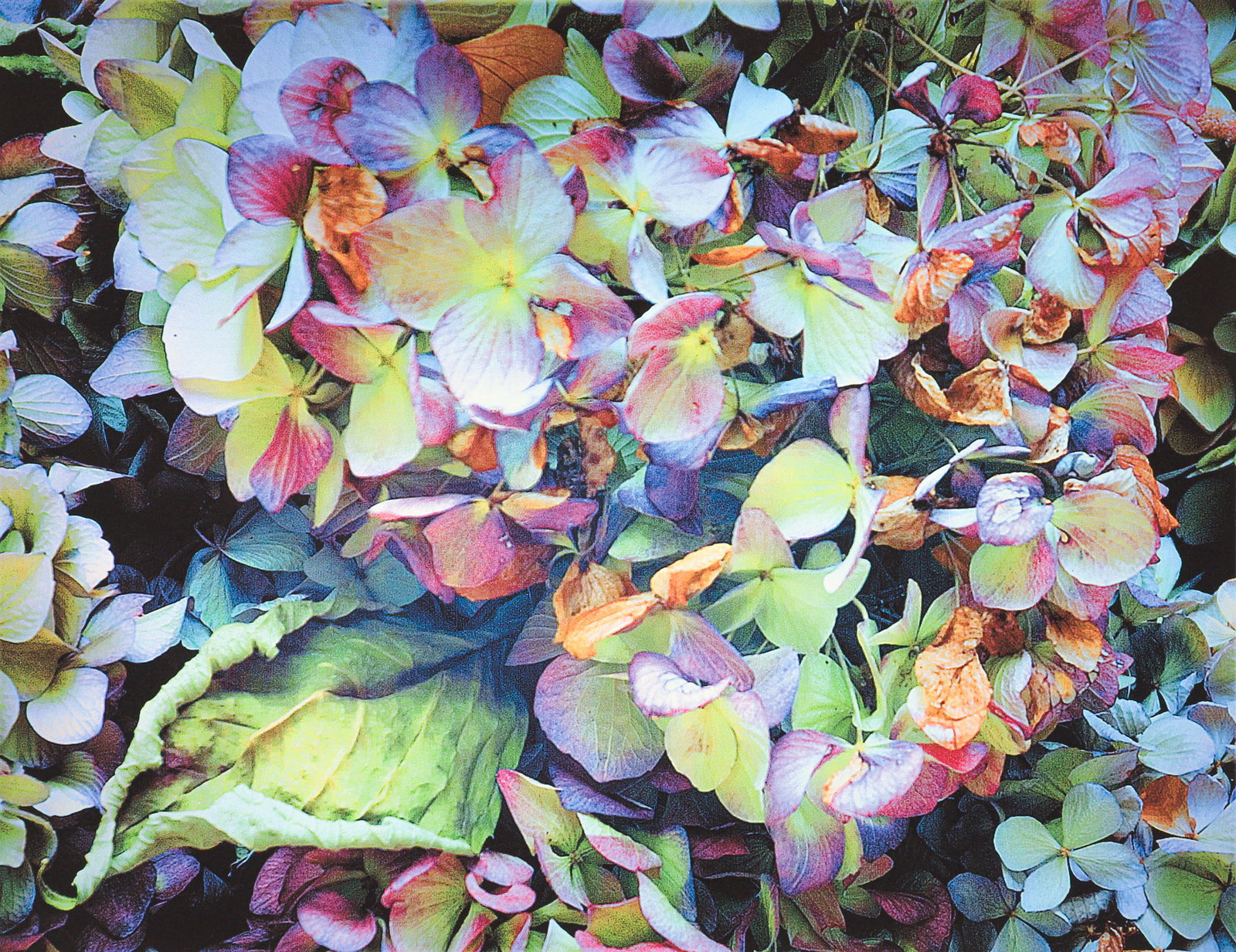 Michael Knigin 2007 archival pigment print House Flowers XI: Knigin, Michael (American 1942-2011), House Flowers XI, 2007, Archival Pigment Print, Image Size:17 x 21.5 inches, pencil signed, titled, and inscribed A.P. , unframed