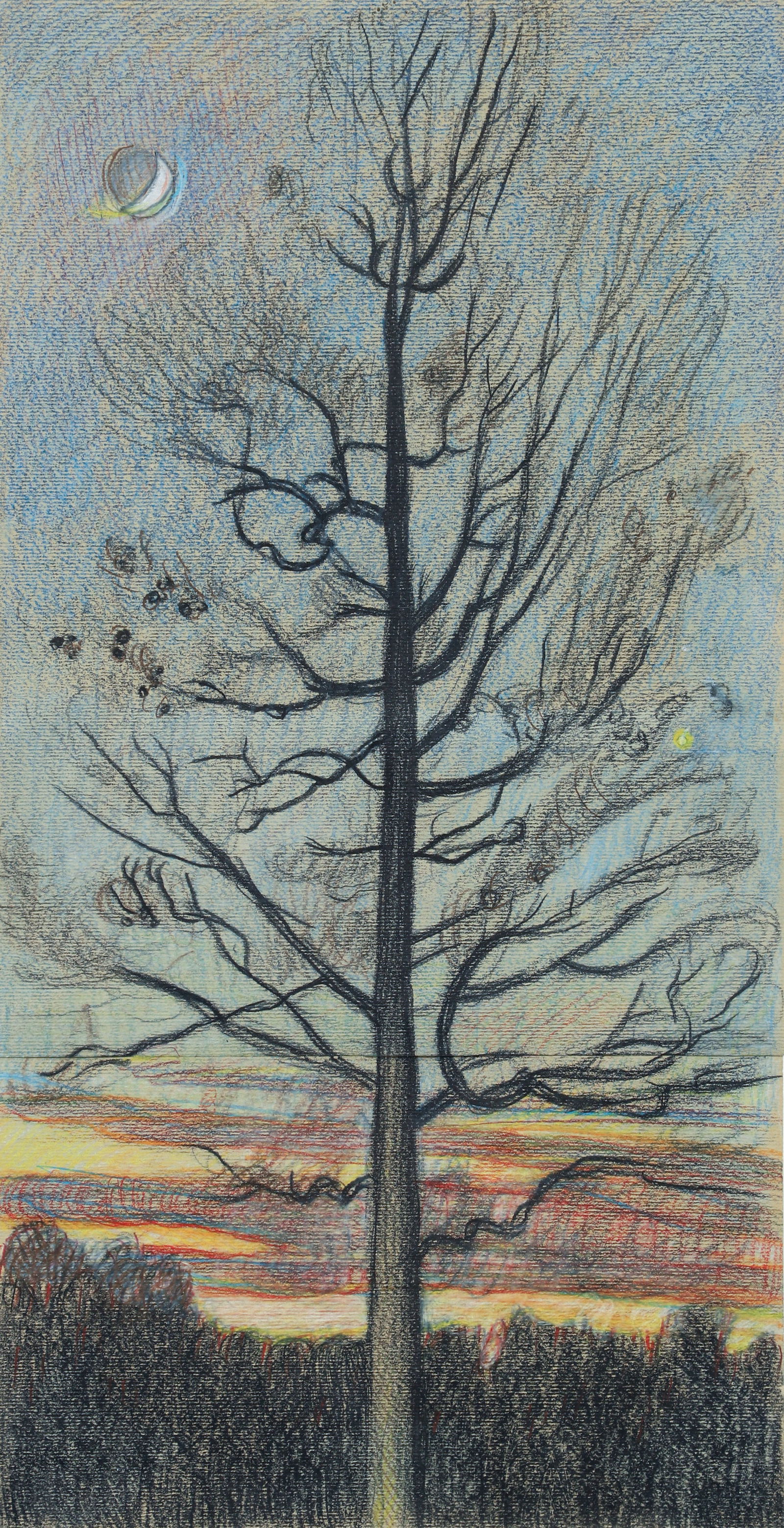 Jim Nelson 1988 color pencil drawing Pin Oak Study (1 of 2)