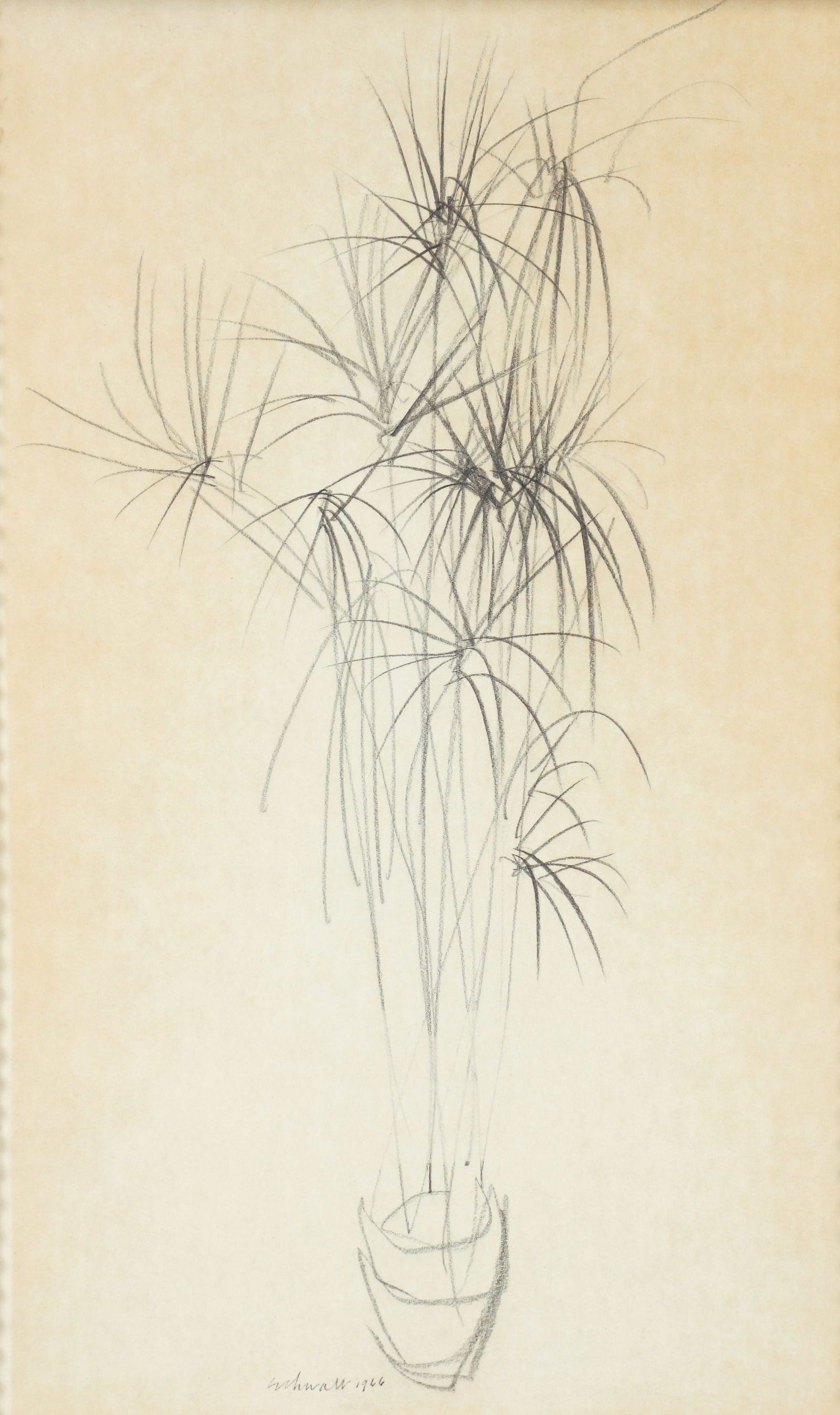 Harry Schwalb 1966 pencil drawing Potted Plant (1 of 3)