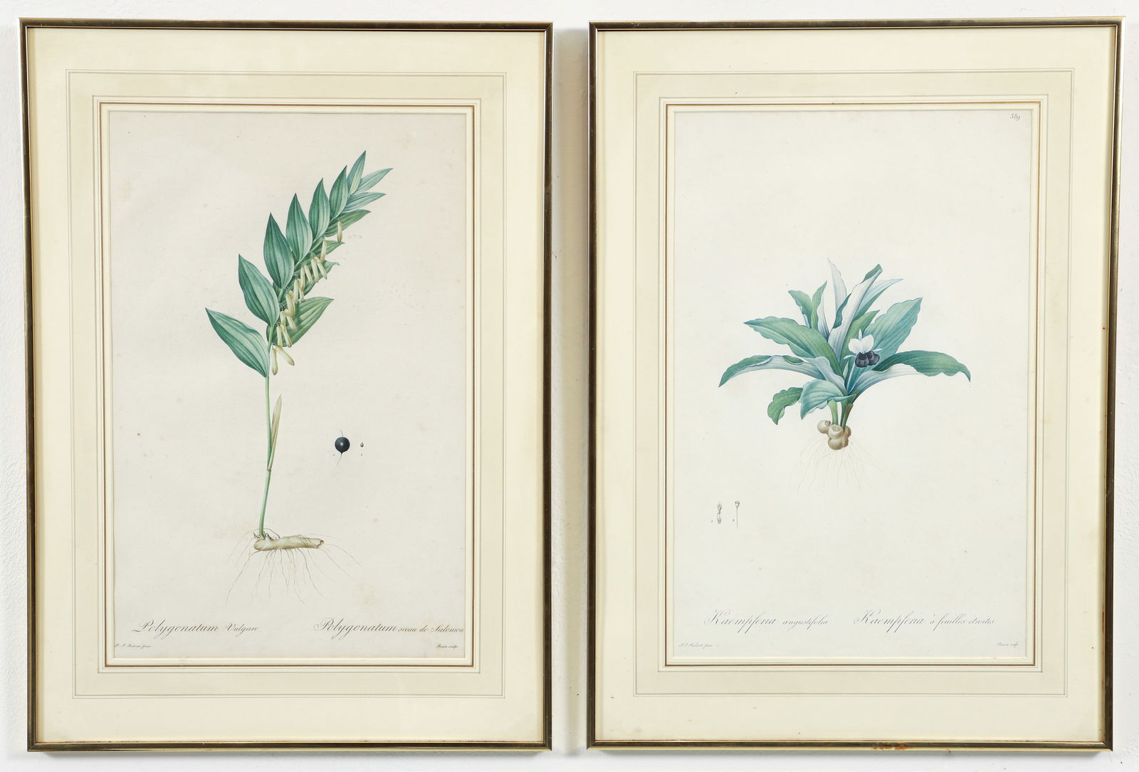 2 Redoute stipple engravings from Liliacees (1 of 5)