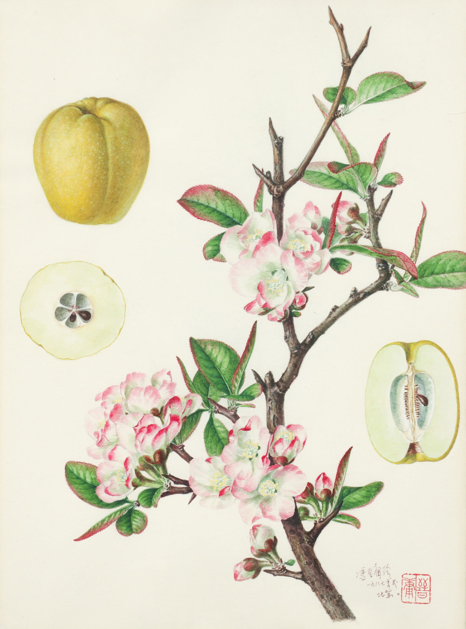 Jin Yong Feng botanical watercolor Chaenomeles Speciosa (Sweet) Naka: Feng, Jinyong (Chinese, born 1925), Chaenomeles Speciosa (Sweet) Nakai, watercolor, 11.5 x 8.5 inches, signed and inscribed in Chinese with block stamp, Provenance: acquired from the artist , Professo