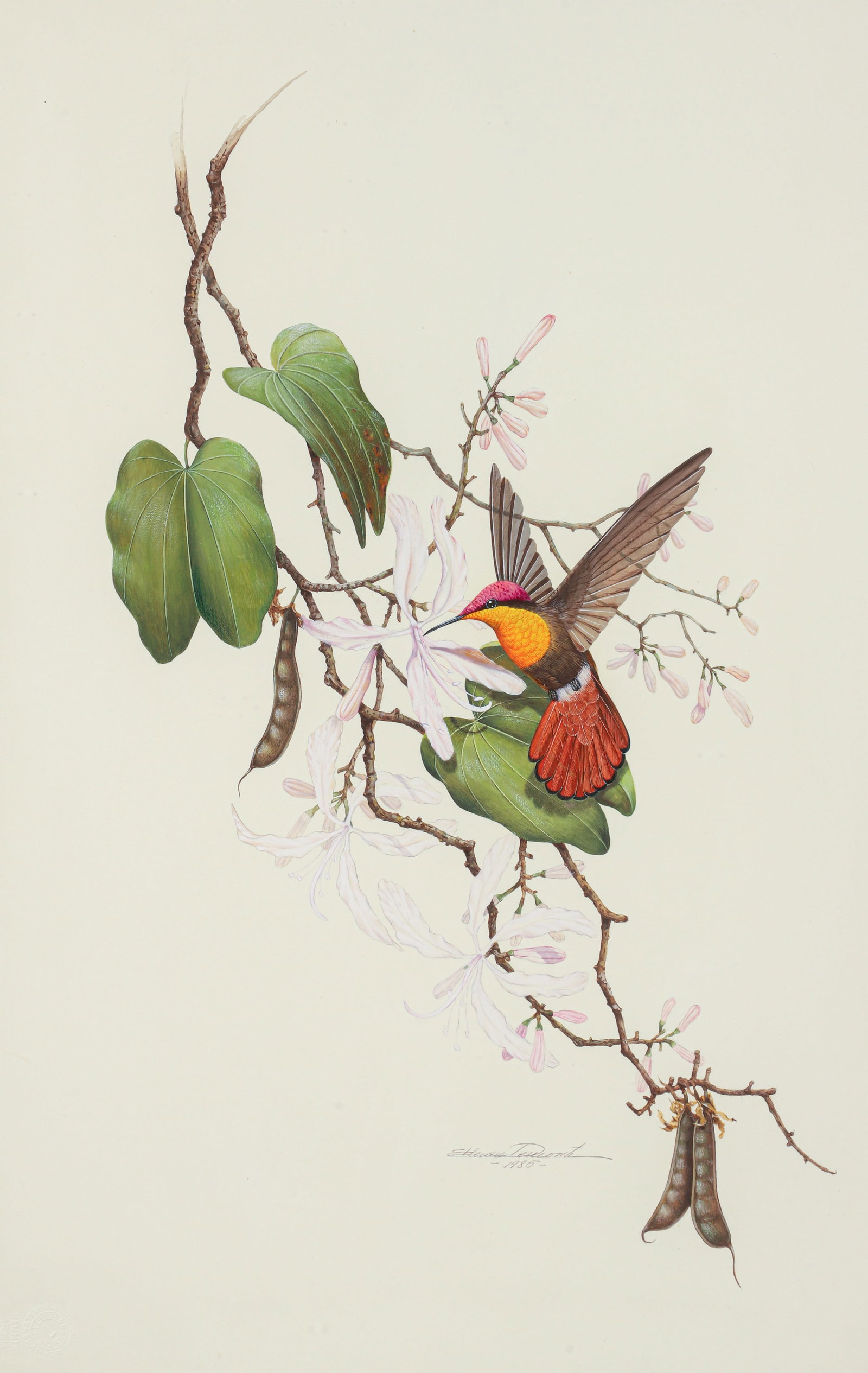 Etienne Demonte Hummingbird Drinking Nectar 1985 Work on Paper (1 of 3)