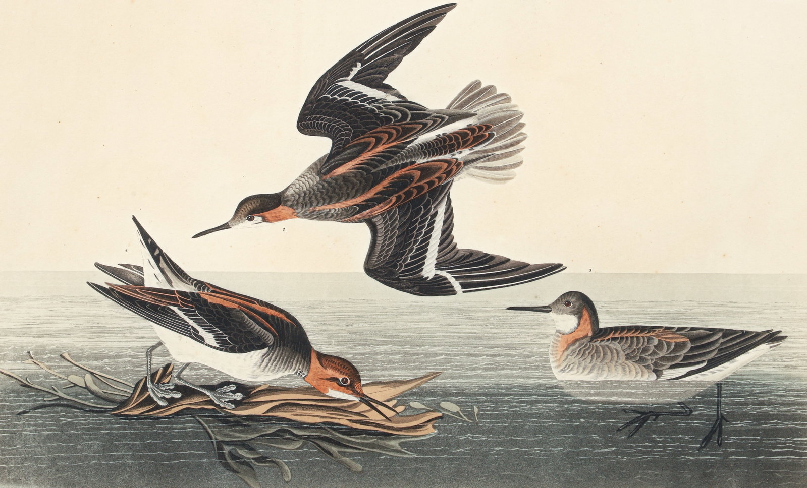 John James Audubon Hyperborean Phalarope Plate 215 Double Folio Edition (1 of 3)