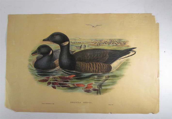 John Gould "Bernicla Brenta (Brent Goose) " hand: Artist: Gould, John (1804-1893) Title: Bernicla Brenta (Brent Goose) Date: London, Taylor and Francis , 1862-73. Medium: Hand coloured lithographed plate, Dimensions: 36 x 54.5 cms Edition: <