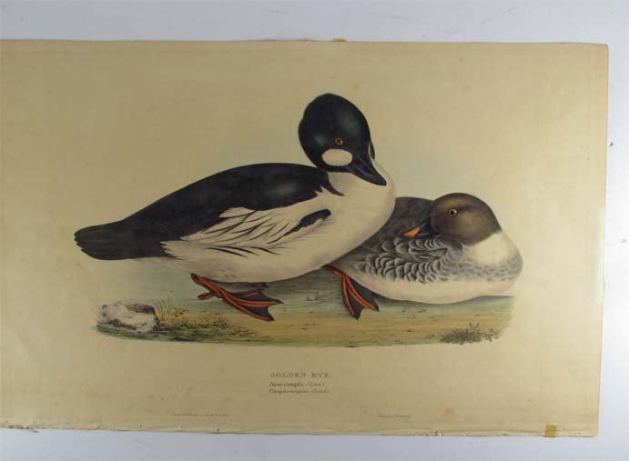 John Gould "Golden Eye" from Birds of Great Britain: Artist: Gould, John (1804-1893) Title: Golden Eye, Anas clangula (Linn) Date: London 1832 - 1837 Medium: Lithographs with original hand-coloring Dimensions: 11 x 15 inches Edition: The Bi