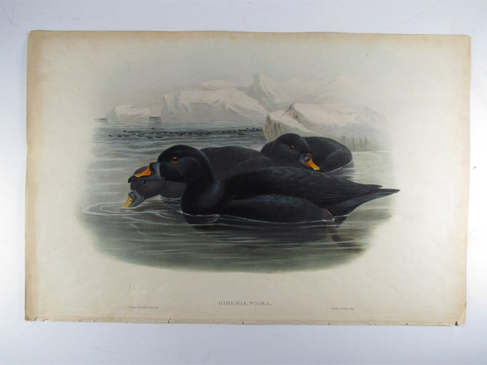 John Gould lithograph "Scoter Duck, Oidemia": Artist: Gould, John (by J. Wolf and Richter, ''Oidemia Nigra,'' published by Hullmandel, and by Gould and Richter) Title: Scoter Duck, Oidemia Date: London: John Gould, 1863-73. Medium: Lithograph wit