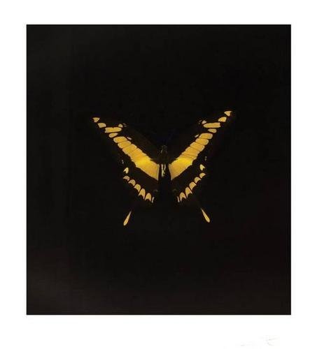 Damien Hirst The Souls on Jacob's Ladder Take Their: Artist: Hirst, Damien (British, b. 1965) Title: The Souls on Jacob's Ladder Take Their Flight Date: 2007 Medium: photogravure in colors, on Velin Arches paper, with full margins Dimensions: 47 x 42.5